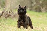 CAIRN TERRIER 655